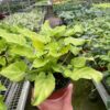 A person holds a potted plant with light green leaves in a greenhouse filled with various other plants on metal racks.