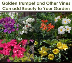 Collage of six different vibrant flowering vines: purple, white, orange, pink, and yellow blooms with the text "Golden Trumpet and Other Vines Can add Beauty to Your Garden" at the top.