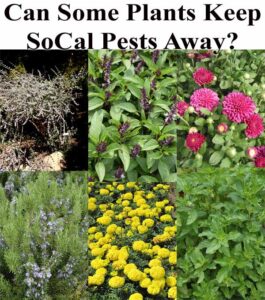 A collage of various plants, including rosemary, marigold, basil, chrysanthemums, and mint, with the text "Can Some Plants Keep SoCal Pests Away?" at the top.