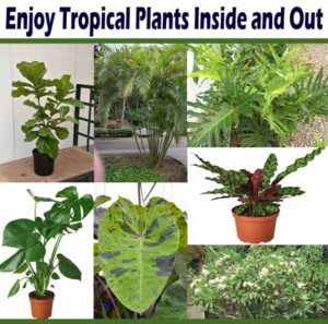 Collage of various tropical plants in indoor and outdoor settings. Includes potted and garden plants with diverse leaf shapes and sizes. Text reads, "Enjoy Tropical Plants Inside and Out".