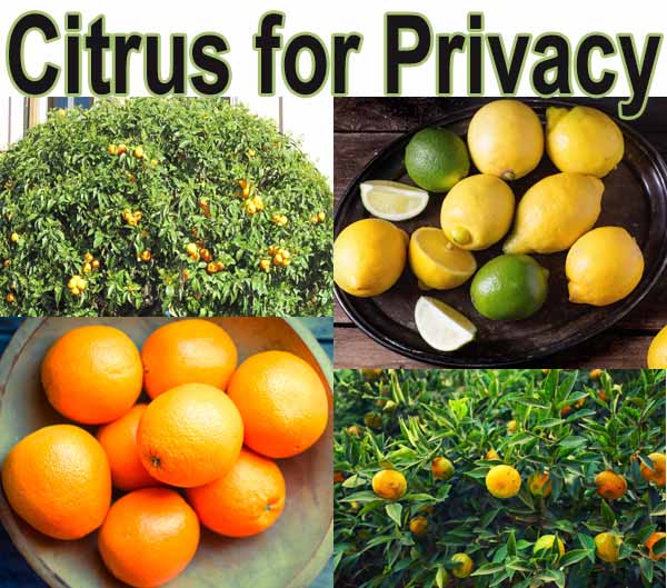 A collage of citrus images: a citrus tree full of oranges, a plate of lemons and a lime, a bowl of oranges, and another citrus plant with yellow-orange fruit. The text reads "Citrus for Privacy.