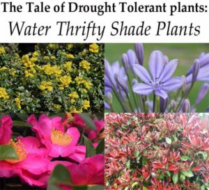 Collage of drought-tolerant plants with text reading: "The Tale of Drought Tolerant plants: Water Thrifty Shade Plants." Featured plants include yellow, purple, pink, and red flowering varieties.
