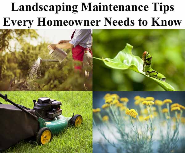 Collage of landscaping tips: watering plants, caterpillar on a leaf, lawn mower on grass, and yellow flowers. Text reads "Landscaping Maintenance Tips Every Homeowner Needs to Know.