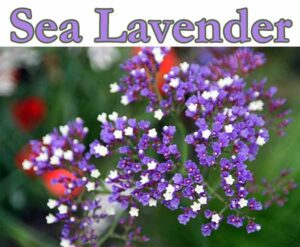 Close-up of sea lavender flowers with tiny purple and white blooms, accompanied by the text “Sea Lavender” in a large font at the top of the image.