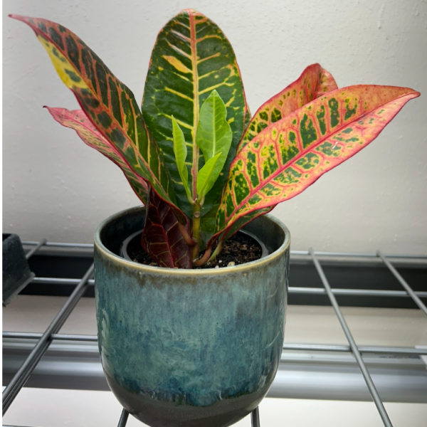 A small potted plant with vibrant green, yellow, and red leaves sits on a metal shelf. The pot is ceramic with a blue-green glaze.