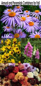 Collage of fall flowers: purple aster, yellow pansies, pink foxglove, and assorted chrysanthemums under the title "Annual and Perennials Containers for Fall.