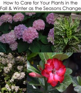 Collage of plants with text "How to Care for Your Plants in the Fall & Winter as the Seasons Change" at the top. Flowers include pink hydrangeas, a green leafy plant, white flowers, and a red flower.
