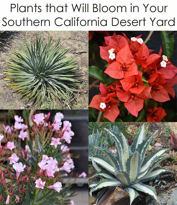 Four types of plants suitable for Southern California desert gardens: a green spiky-leafed plant, red flowers, pink flowers, and a large rosette succulent with dark-edged leaves.