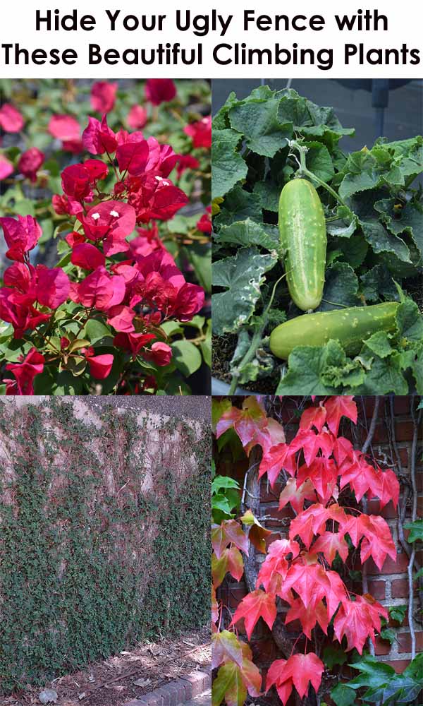 Four images of climbing plants: vibrant pink flowers, green cucumbers on a vine, dense ivy covering a wall, and red leaves on a brick fence.