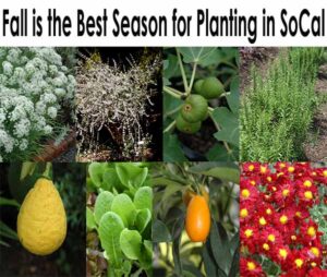 A collage titled "Fall is the Best Season for Planting in SoCal" showing flowers, trees, figs, herbs, lemons, leafy greens, oranges, and red flowers.