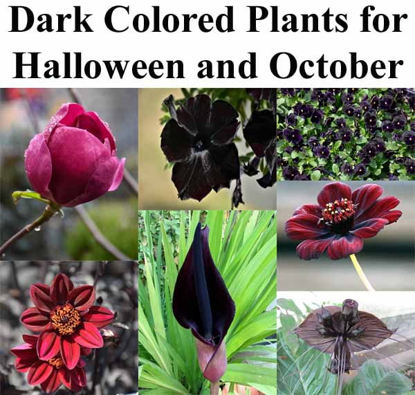 A collage of dark-colored plants, including black and deep burgundy flowers, under the title "Dark Colored Plants for Halloween and October.