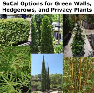 Collage showing various green plants suitable for hedgerows and privacy screens in Southern California.