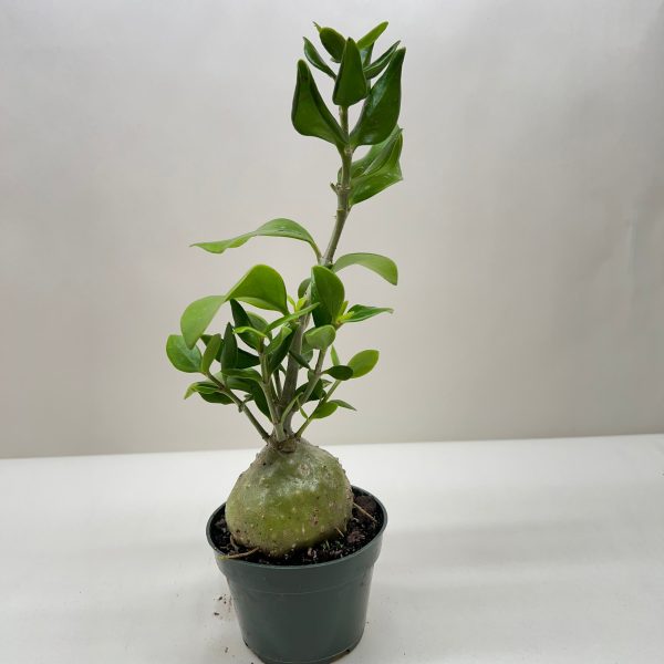A young potted plant with a bulbous base and green leaves, set against a plain white background.