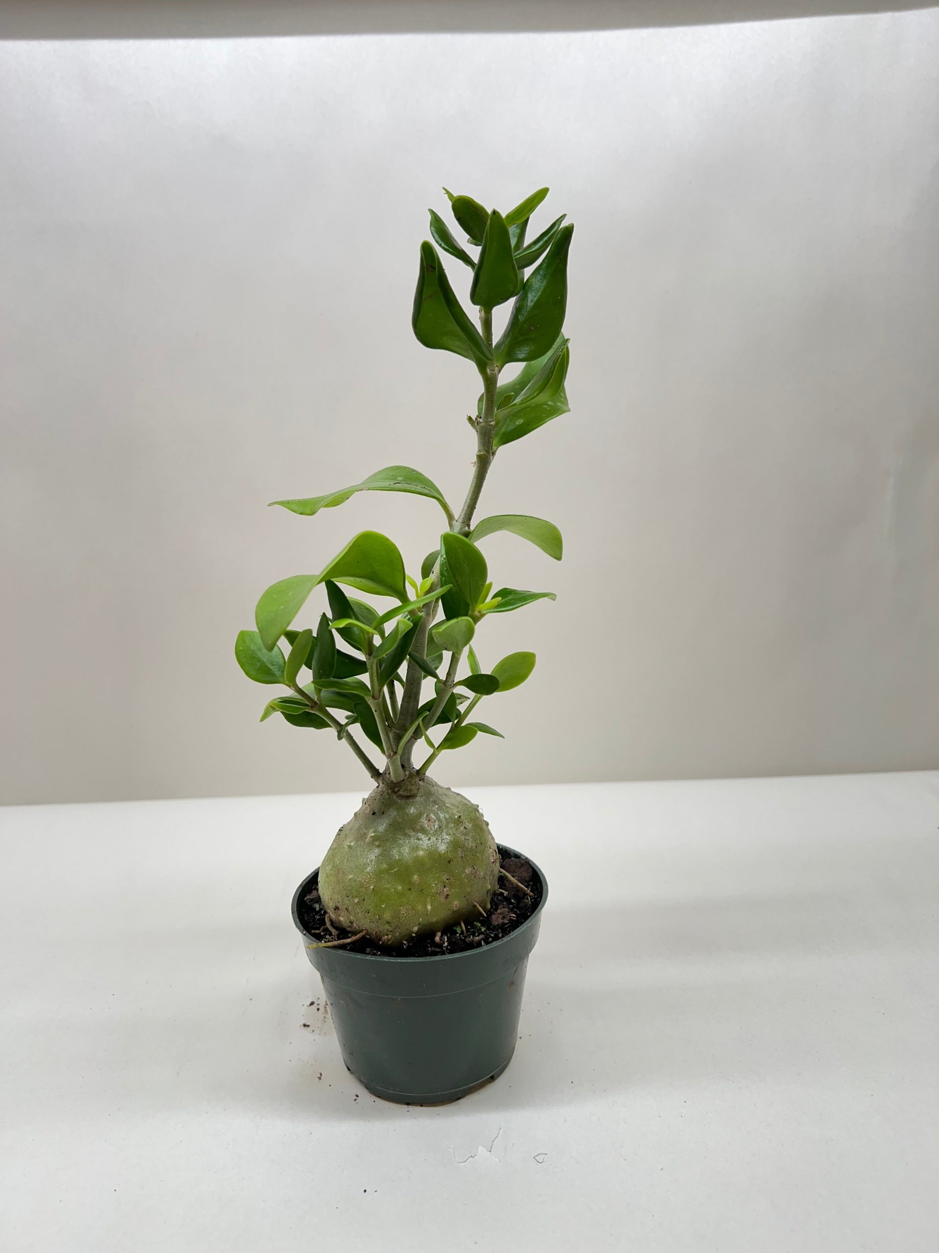 A young potted plant with a bulbous base and green leaves, set against a plain white background.