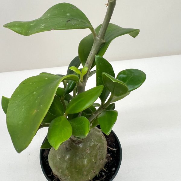 A green plant with broad leaves in a small black pot, set against a plain white background.