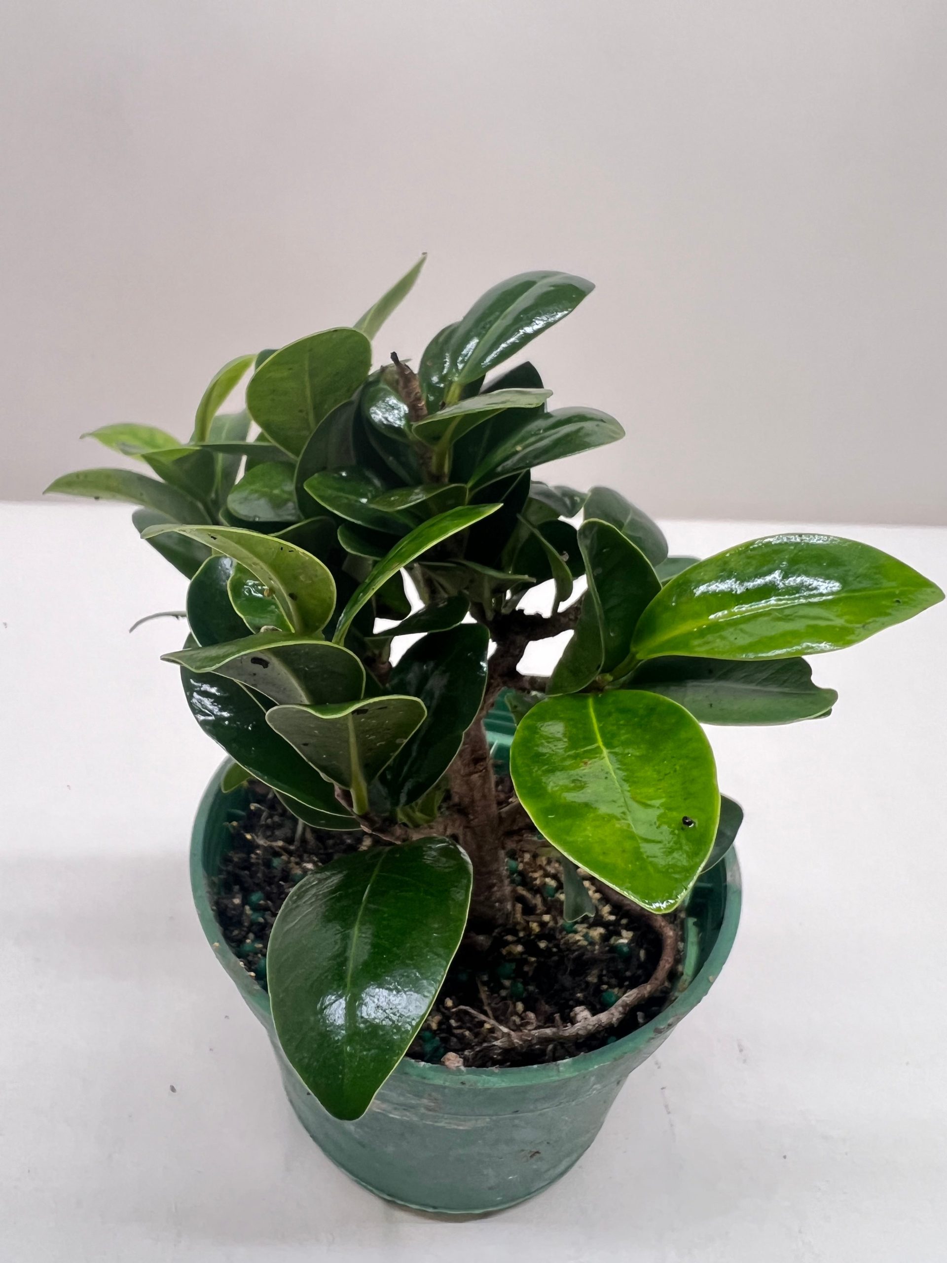 A small potted plant with glossy green leaves on a white surface.