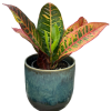 A potted croton plant with multicolored leaves in shades of green, yellow, and red, placed in a ceramic pot with a blue and gray glaze.