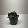 Small green potted plant with dark, round leaves on a white background.