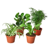 Four different potted houseplants arranged on a table against a light gray background.
