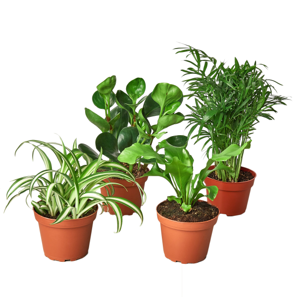 Four different potted houseplants arranged on a table against a light gray background.