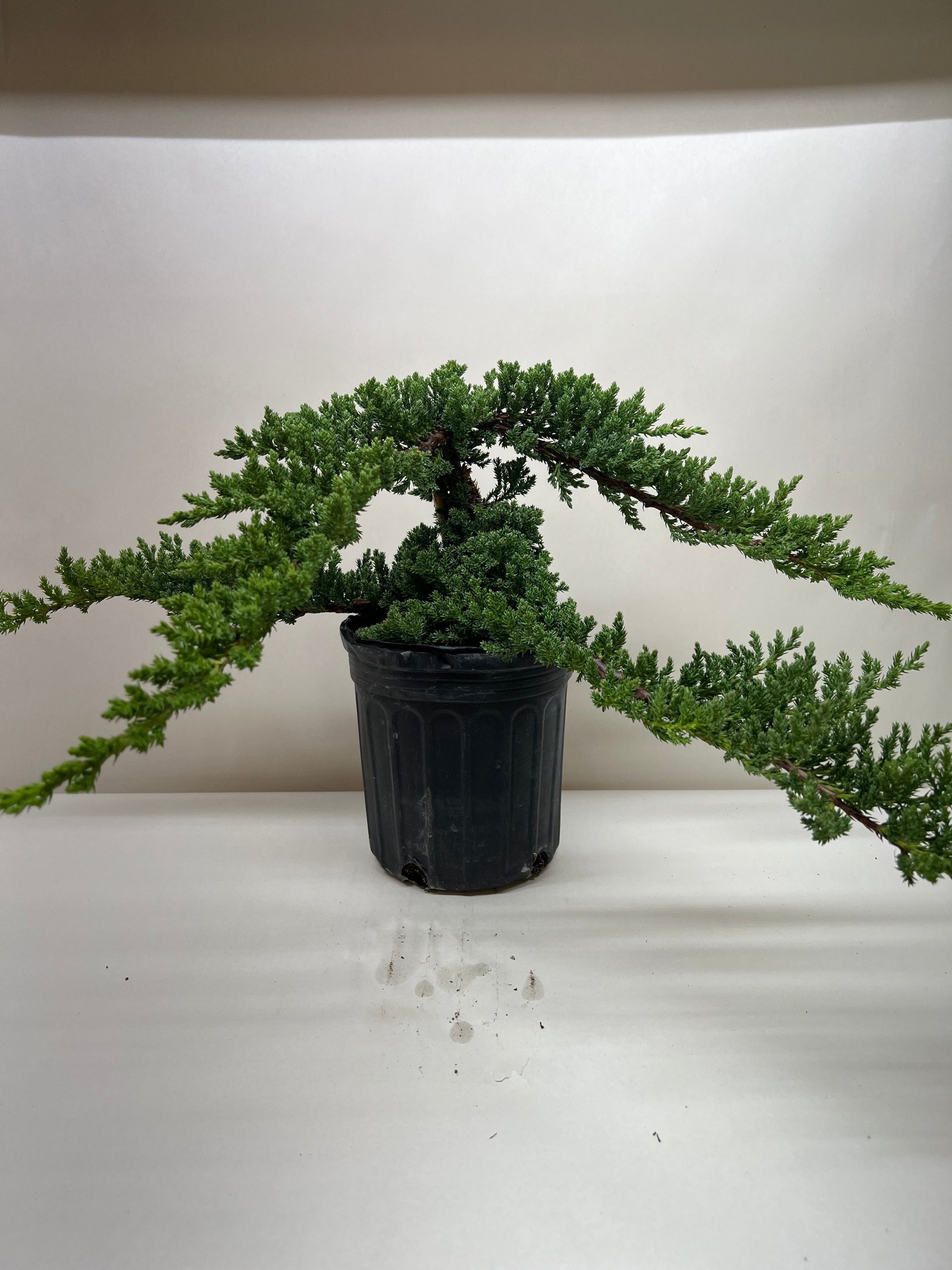 A potted bonsai tree with long, arching branches extending outward against a plain backdrop.