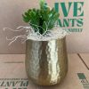 A small green plant in a textured gold pot, placed on a cardboard box labeled "Live Plants.