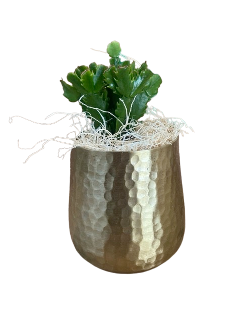 A green cactus plant in a textured metallic pot, surrounded by white decorative filler.