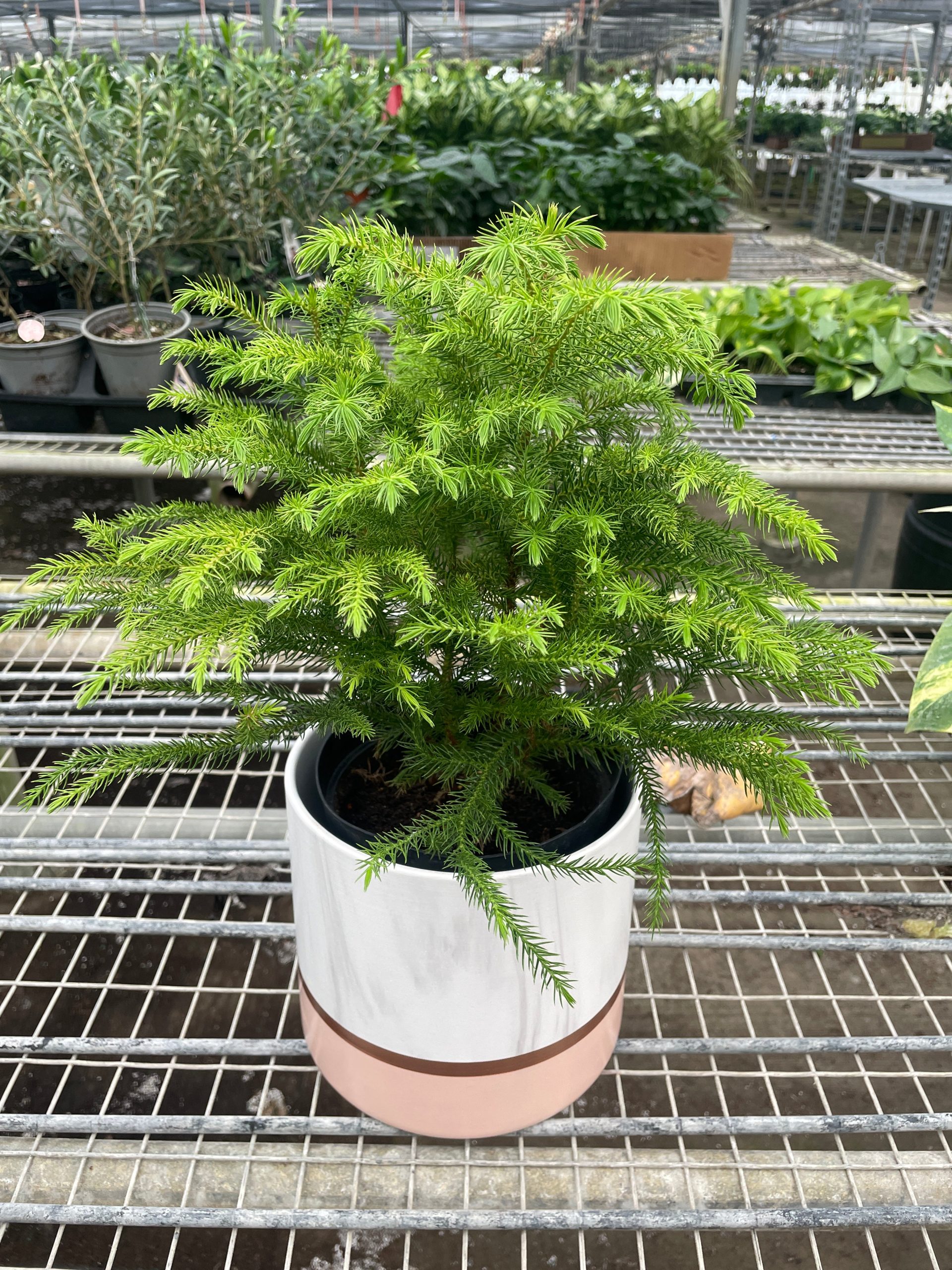 A small potted plant with needle-like green leaves sits on a metal rack in a greenhouse.