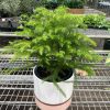 Potted Norfolk Island pine on a metal shelf in a greenhouse setting.