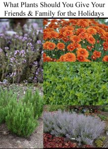 Collage of holiday gift plants: lavender, orange chrysanthemums, basil, rosemary, and Russian sage.