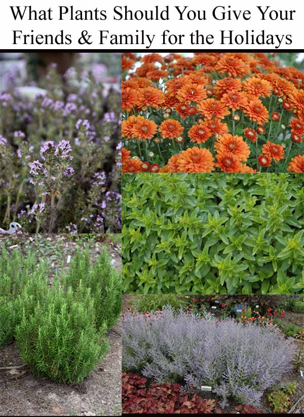 Collage of holiday gift plants: lavender, orange chrysanthemums, basil, rosemary, and Russian sage.