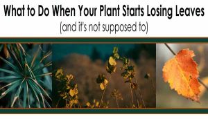 Image with text: "What to Do When Your Plant Starts Losing Leaves (and it's not supposed to)" above three photos of plants with different leaf colors.