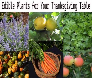 Collage featuring herbs, lemons, parsley, squash, carrots in a basket, and apples with text: "Edible Plants for Your Thanksgiving Table.
