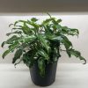 A lush green plant with curly leaves in a black pot, sitting under bright lighting.