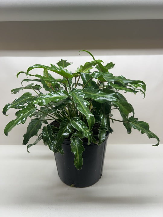 A lush green plant with curly leaves in a black pot, sitting under bright lighting.