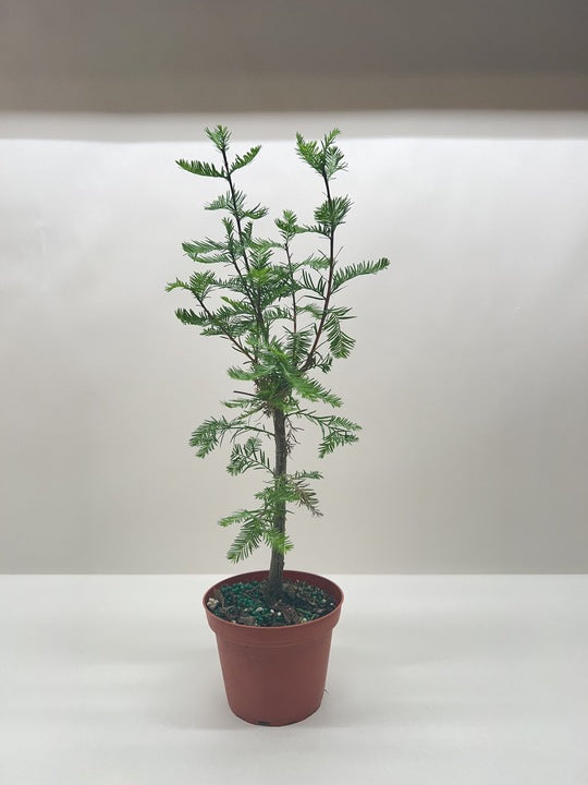 A small potted conifer tree with thin branches and green needles against a plain background.