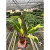 A person holds a potted plant with green and yellow leaves in a greenhouse, surrounded by rows of various plants on metal shelves.