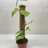 Potted plant with green and variegated leaves climbing a coir pole against a plain white background.