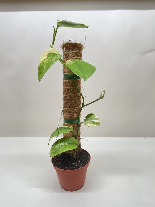 Potted plant with green and variegated leaves climbing a coir pole against a plain white background.