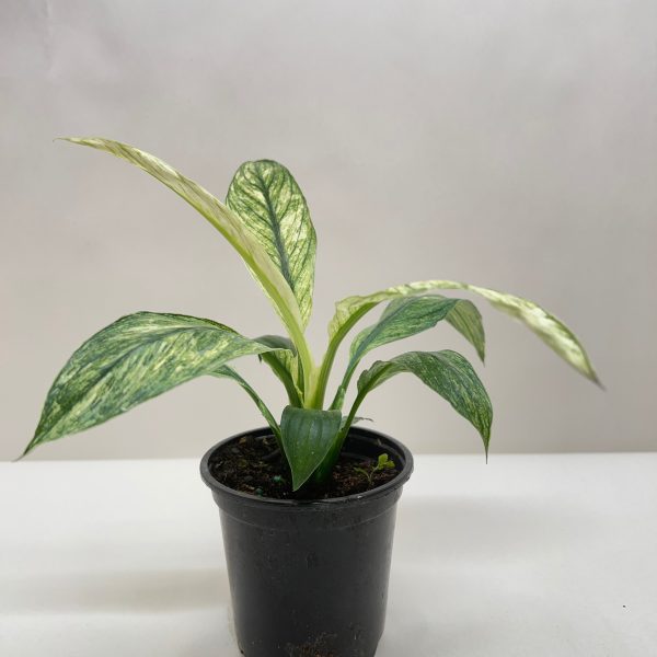 A small potted plant with green and white variegated leaves on a white background.