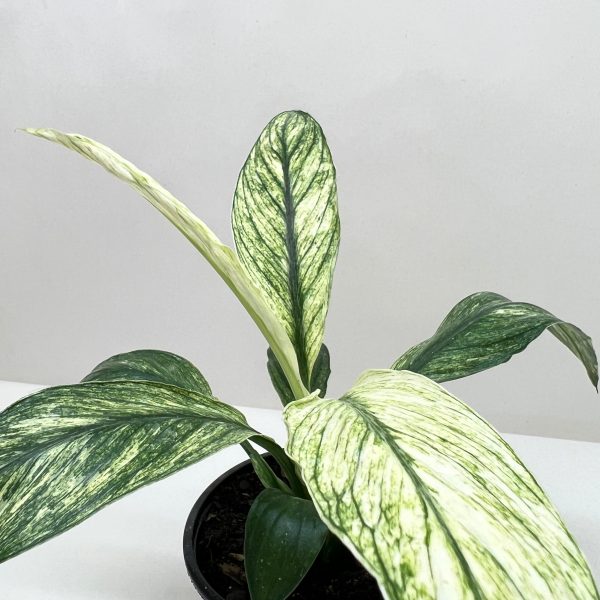 A potted plant with large green and white variegated leaves against a plain background.