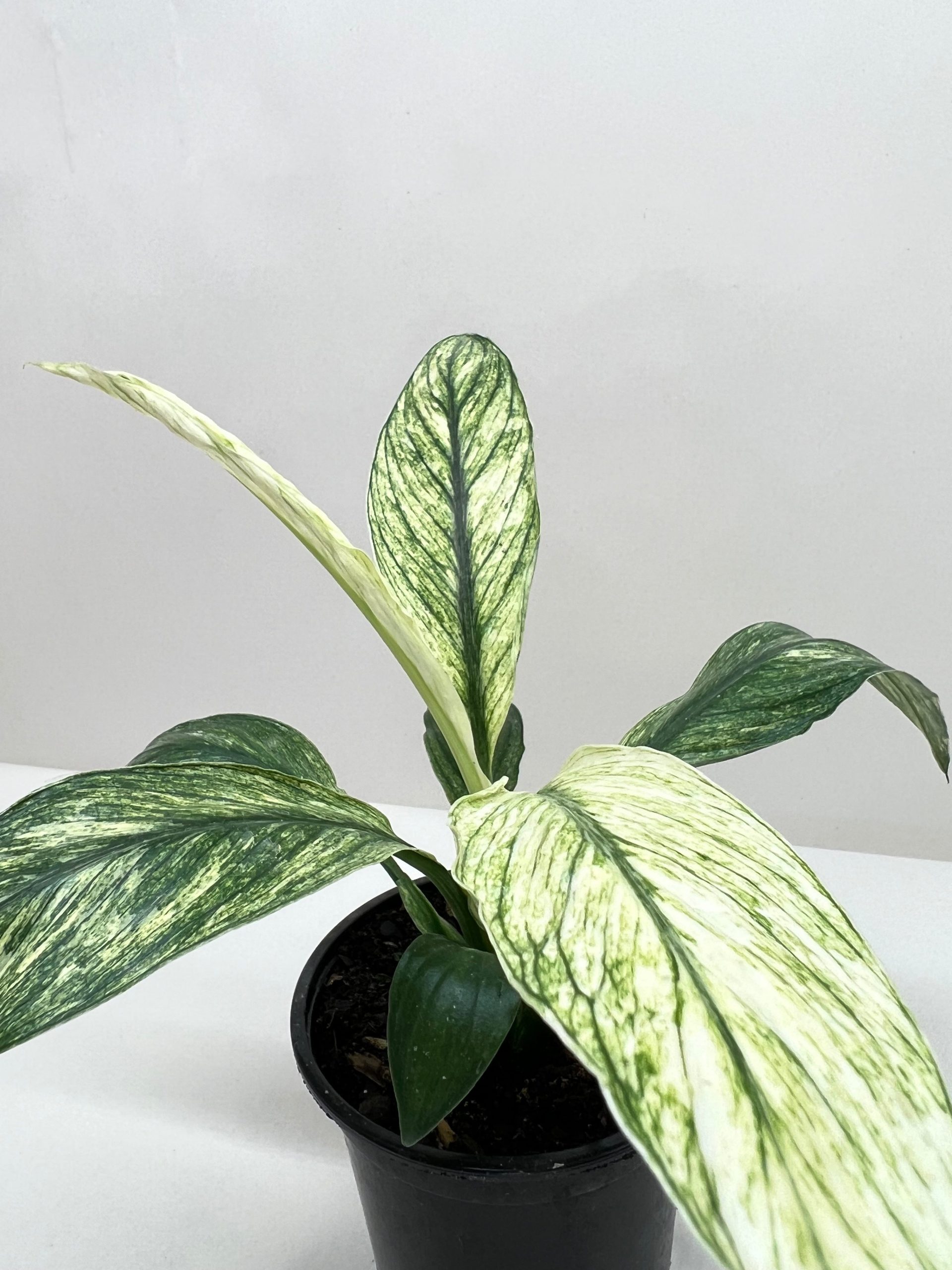 A potted plant with large green and white variegated leaves against a plain background.