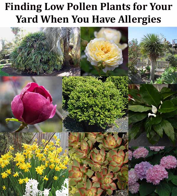 Collage of low pollen plants, including roses, palms, peace lilies, and hydrangeas, labeled "Finding Low Pollen Plants for Your Yard When You Have Allergies.