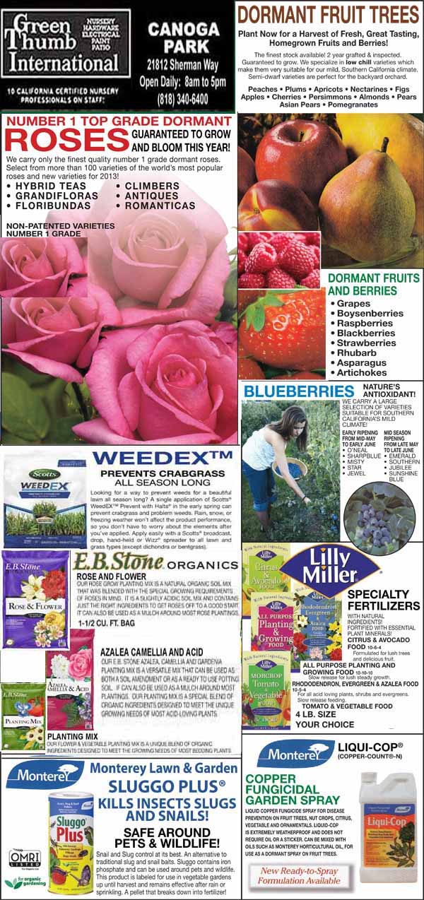 Flyer for Green Thumb International featuring roses, dormant fruit trees, weed killer, and garden supplies. Includes contact information, store location, and images of flowers and blueberries.