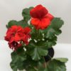 A potted geranium with vibrant red flowers and dark green leaves against a plain background.