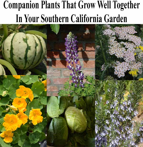 Collage of companion plants for Southern California gardens, featuring a striped melon, purple lupine, yarrow, nasturtium, cabbage, and rosemary.
