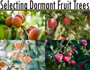 Four images of fruit trees featuring peaches, apples, and persimmons with the text "Selecting Dormant Fruit Trees" at the top.