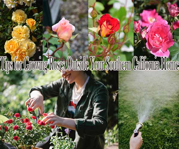 Collage with images of various roses, a person tending to roses, and another watering plants. Text overlay reads: "Tips for Growing Roses Outside Your Southern California Home.