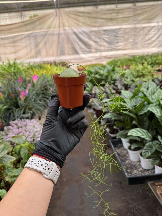 A gloved hand holds a small potted plant with a vine, in a greenhouse with various plants in the background.