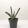 Potted succulent with long, pointed green leaves in a small black container on a plain white surface.